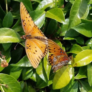 Meet your Posher, Ruby sue